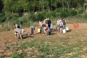 Picking potatoes in Crno Jezero Photo