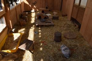 Kaninchen Photo