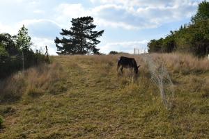 Nature Photo