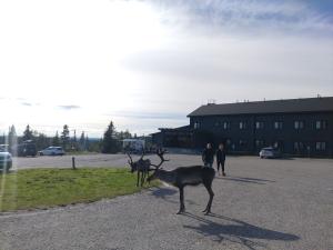 Reindeer in the yard. Photo