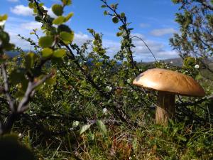 Mushroom on the mountain. Photo