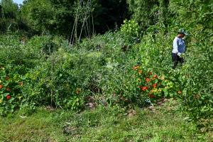 Volunteers doing permaculture Photo