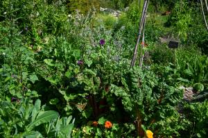 Volunteers doing permaculture Photo