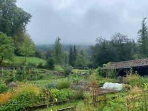 Community Garden Photo